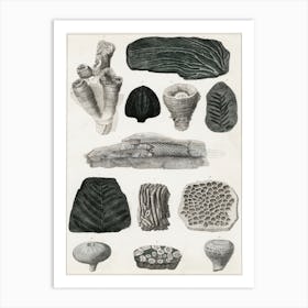 Collection Of Various Fossil, Oliver Goldsmith Art Print
