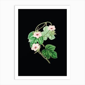 Vintage Aiton's Ipomoea Flower Botanical Illustration on Solid Black n.0673 Art Print