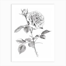 Black And White Rose Line Drawing 5 Art Print