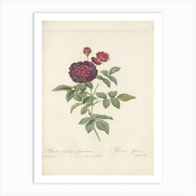 Rose Illustration, Pierre Joseph Redoute (14) 1 Art Print