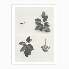 Honeysuckle Flower Photo Collage 1 Art Print