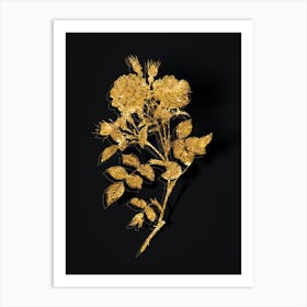 Vintage Queen Elizabeth's Sweetbriar Rose Botanical in Gold on Black n.0040 Art Print