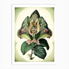 Orchid Leaf Vintage Botanical 3 Art Print