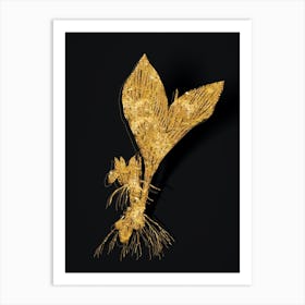 Vintage Koemferia Longa Botanical in Gold on Black n.0224 Art Print