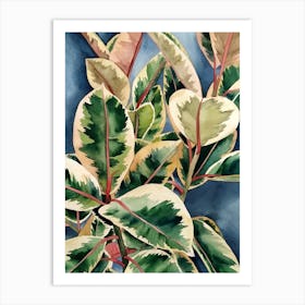 Ficus Elastica Variegata 2 Art Print