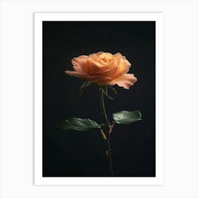 Single Rose 14 Art Print