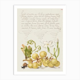 Wine Grape, Gillyflower, And Land Snail From Mira Calligraphiae Monumenta, Joris Hoefnagel Art Print