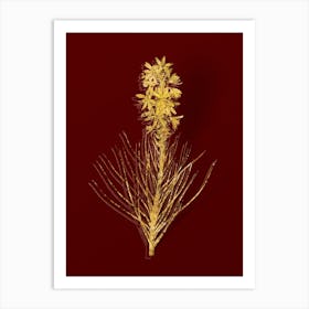 Vintage Yellow Asphodel Botanical in Gold on Red Art Print