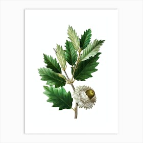 Vintage Valonia Oak Botanical Illustration on Pure White n.0681 Art Print