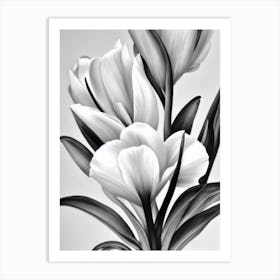 Freesia B&W Pencil 2 Flower Art Print