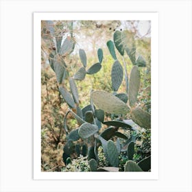 Cactus on the Road // Ibiza Nature & Travel Photography Art Print
