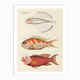 Colourful And Surreal Illustrations Of Fishes Found In Moluccas (Indonesia) And The East Indies, Louis Renard(53) Art Print