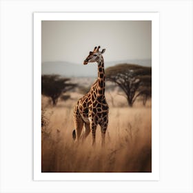 Giraffe In The Savannah 1 Art Print