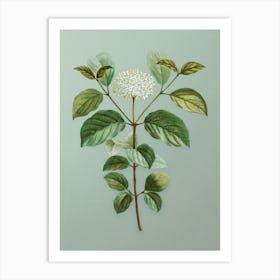 Vintage Common Dogwood Botanical Art on Mint Green n.0547 Art Print