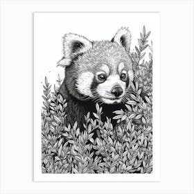 Red Panda Hiding In Bushes Ink Illustration 3 Art Print