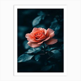 Rose In The Dark 26 Art Print