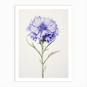 Pressed Flower Botanical Art Cornflower 2 Art Print