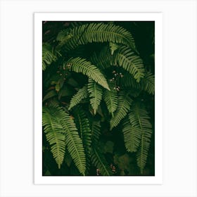 Ferns V Art Print