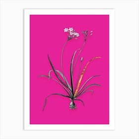 Vintage Allium Fragrans Black and White Gold Leaf Floral Art on Hot Pink n.1170 Art Print