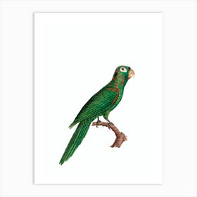 Vintage Red Spectacled Amazon Parrot Bird Illustration on Pure White Art Print