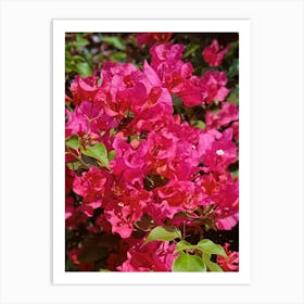 Pink bougainvillea flowers Art Print