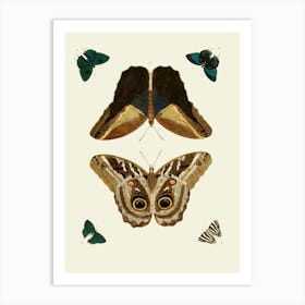 Vintage Butterflies And Moths Art Print