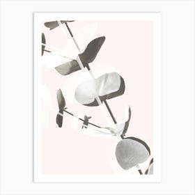 Eucalyptus Leaves_2061448 Art Print