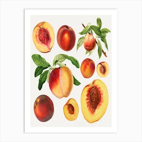 Peach Painting Art Print