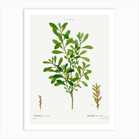 Bog Myrtle, Pierre Joseph Redoute Art Print