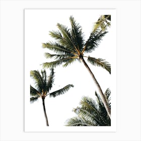 Palm Trees 5 Art Print