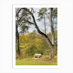 Bench In The Woods Art Print