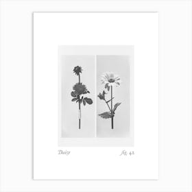 Daisy Botanical Collage 3 Art Print