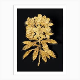 Vintage Common Rhododendron Botanical in Gold on Black n.0076 Art Print