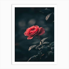 Dark Rose 163 Art Print