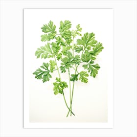 Parsley Vintage Botanical Herbs 3 Art Print