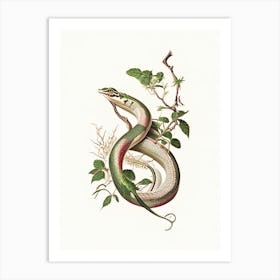 Vine Snake 1 Vintage Art Print