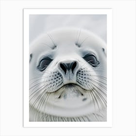 Polar seal Art Print