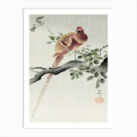 Copper Pheasant (1900 1930), Ohara Koson Art Print