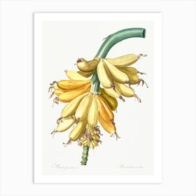 Banana Illustration, Pierre Joseph Redoute Art Print