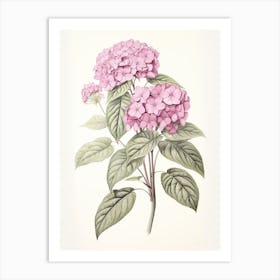 Ajisai Hydrangea 1 Vintage Japanese Botanical Art Print