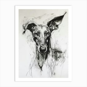 Ibizan Hound Dog Charcoal Line 1 Art Print