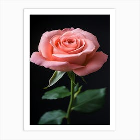 Pink Rose Isolated On Black Background Art Print