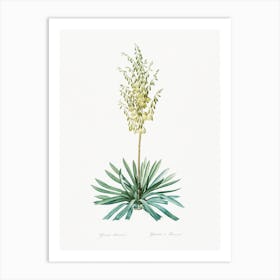 Adam's Needle Illustration From Les Liliacée, Pierre Joseph Redouté Art Print