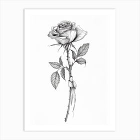 English Rose Black And White Line Drawing 21 Art Print