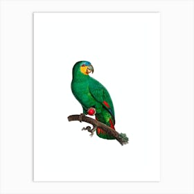 Vintage Orange Winged Amazon Parrot Bird Illustration on Pure White Art Print
