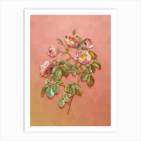 Vintage Tomentose Rose Botanical Art on Peach Pink Art Print