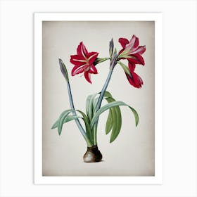 Vintage Brazilian Amaryllis Botanical on Parchment n.0877 Art Print