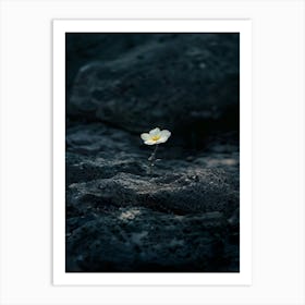 Single Flower On A Rock 7 Art Print