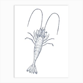 Prawn Art Print