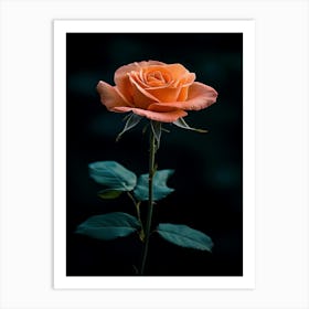 Orange Rose 1 Art Print